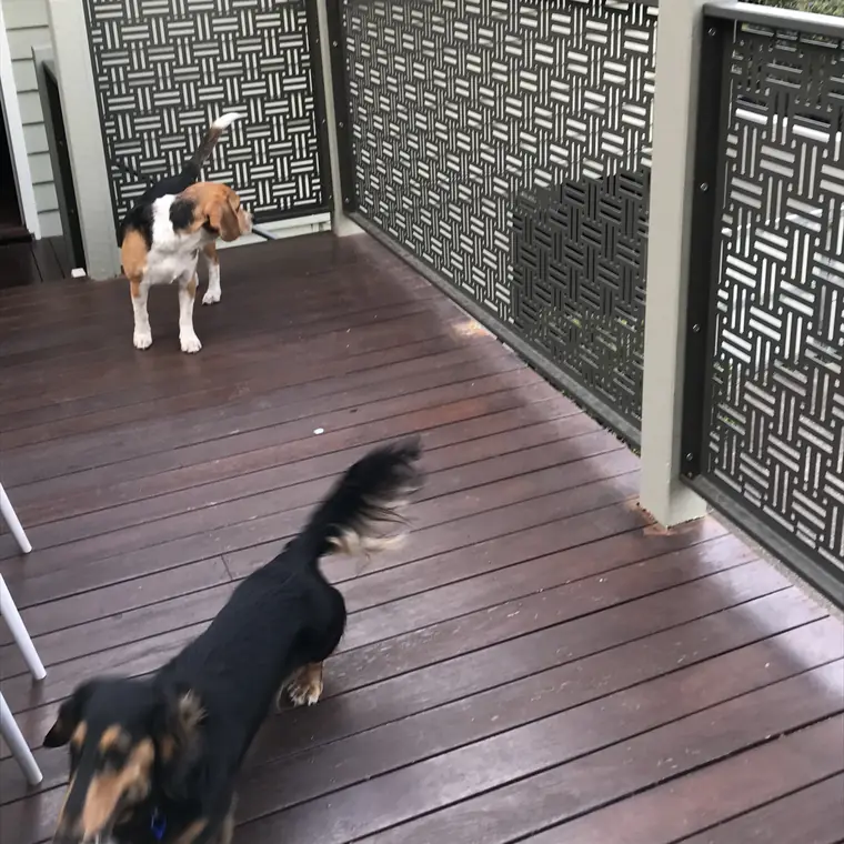 Two dogs on a timber deck in Queensland, with a Weave custom design perforated balustrade in Woodland Grey around it