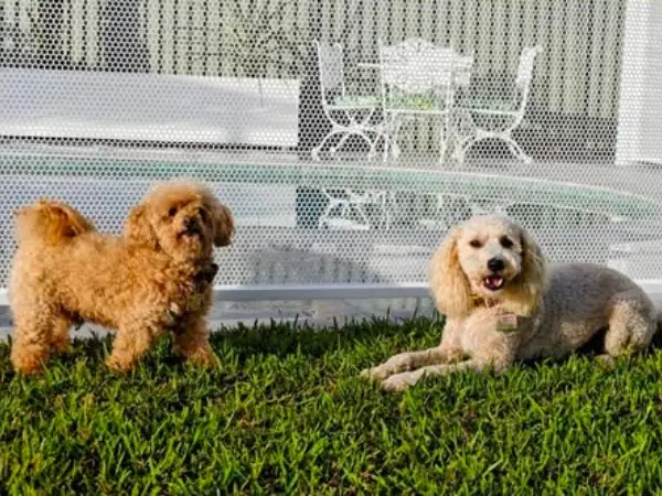 Two curly haired dogs on the lawn in front of a white perforated fence