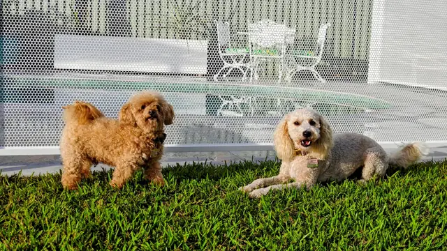 Two small dogs on the lawn in front of a white PoolPerf fence, with the pool behind it