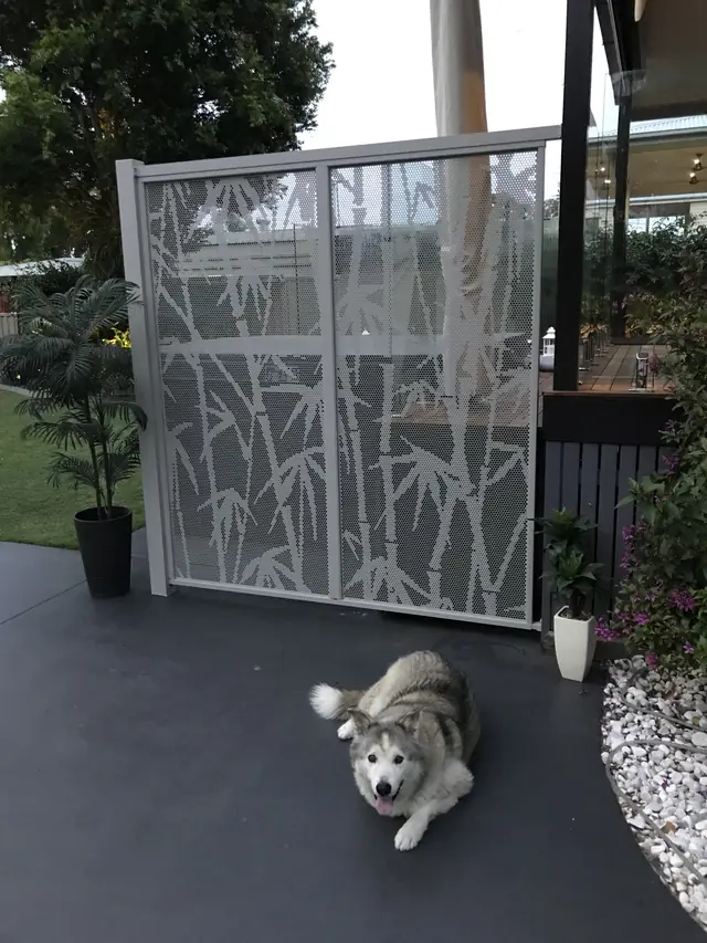A pale Bamboo design gate with a husky sitting in front of it